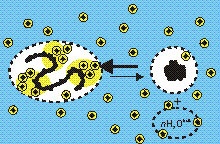 Model of effects of secondary solutes on biological equilibria
