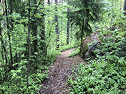 photo of greeneries_nature pathway in Finland photo of greeneries_nature pathway